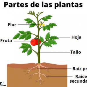 PARTES DE LA PLANTA