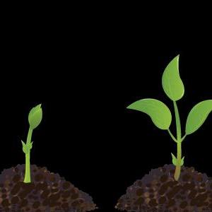 ¿QUÉ NECESITAN LAS PLANTAS PARA CRECER?