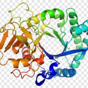 Biomoléculas