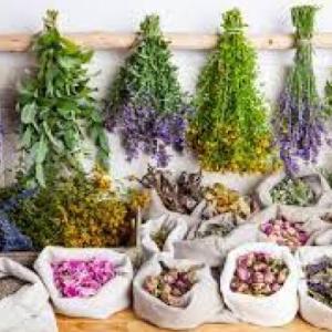 Plantas medicinales