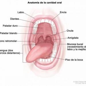 Cavidad Bucal