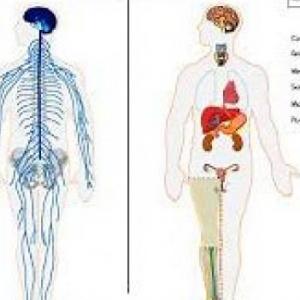 ¿Cuánto sabes del sistema nervioso y endocrino?