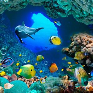 animales