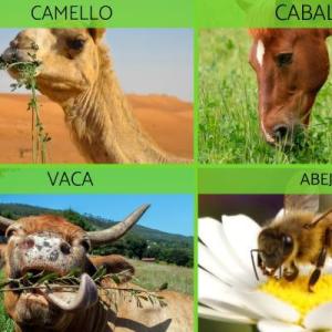 Clases de animales