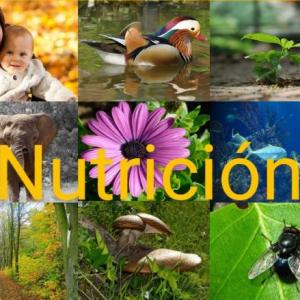 Nutrición de los seres vivos.