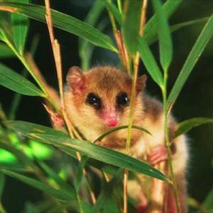 Monito del Monte