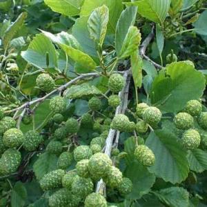 Imagen de portada del videojuego educativo: Flora de los humedales Bogotanos, de la temática Biología