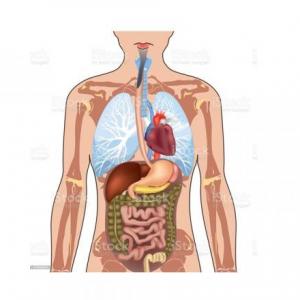 Anatomía 