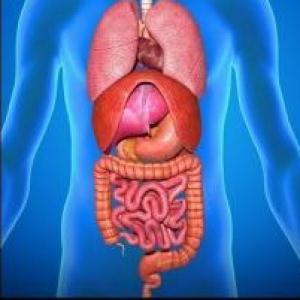 Los órganos del Cuerpo del Cuerpo Humano