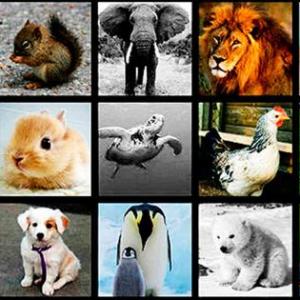 Animales