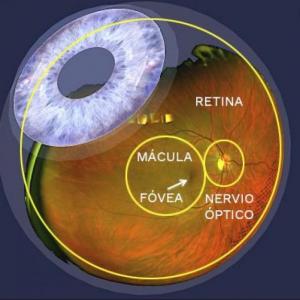 PARTES DE LA RETINA