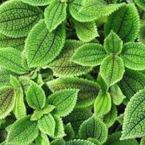 TEJIDOS VEGETALES
