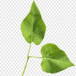 PARTES DE LA HOJA Y EL TALLO