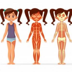 El cuerpo humano