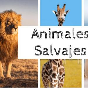 Los animales salvajes