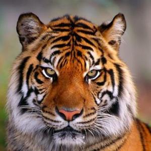 Memotest de animales