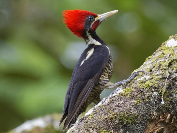 AVES DE GARZON