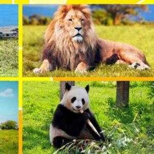 Land Animals