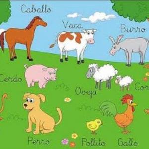 CLASES DE ANIMALES