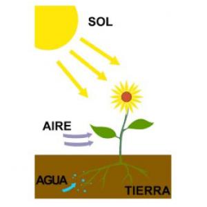 Las plantas