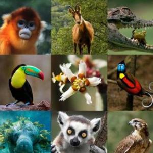 Animales buscan su lugar