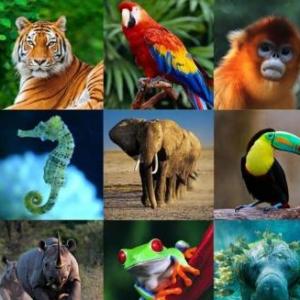 Animales perdidos