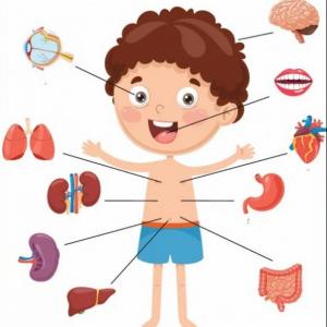 Cuerpo humano