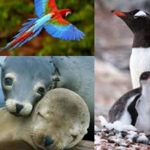 los animales mas sorprendentes de nuestra region