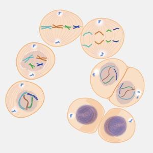 Mitosis