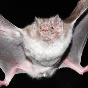 MURCIELAGOS ALIMENTOS