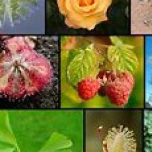 Las plantas