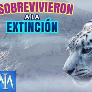 Animales en peligro de extinción