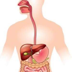 Trivia Partes del Sistema Digestivo