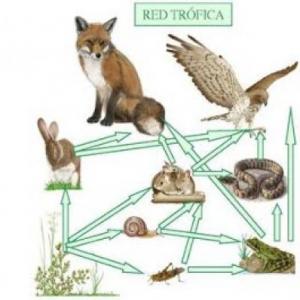 Cadena Trófica 