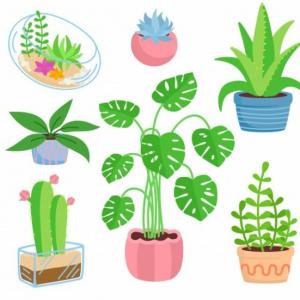 Plantas 