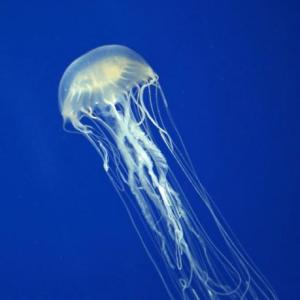 ANIMALES DEL MAR