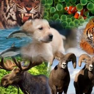 El mundo de los animales 
