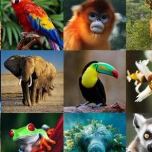 El mundo de los animales 