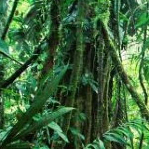 Los Animales de la Selva