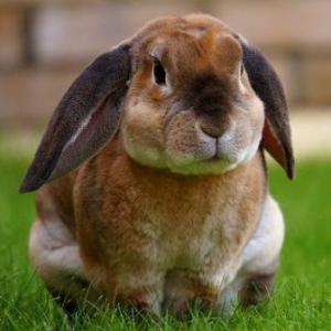 SERIES DE PALABRAS: ANIMALES DE GRANJA
