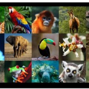 PREGUNTAS DE ANIMALES