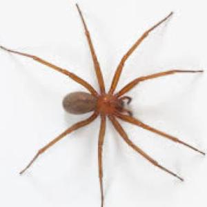 Animales invertebrados Estela Zoneida