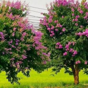 ARBOLES