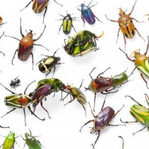 BUGS!