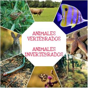 Animales Vertebrados