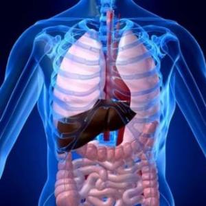 Sistema Gastrointestinal