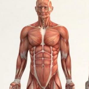 Anatomía Humana