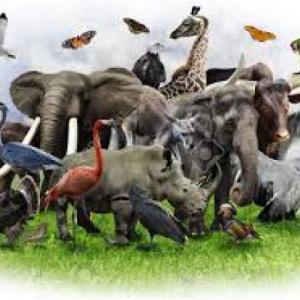 REINO ANIMAL