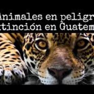 Animales en extinción