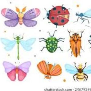 Insectos
